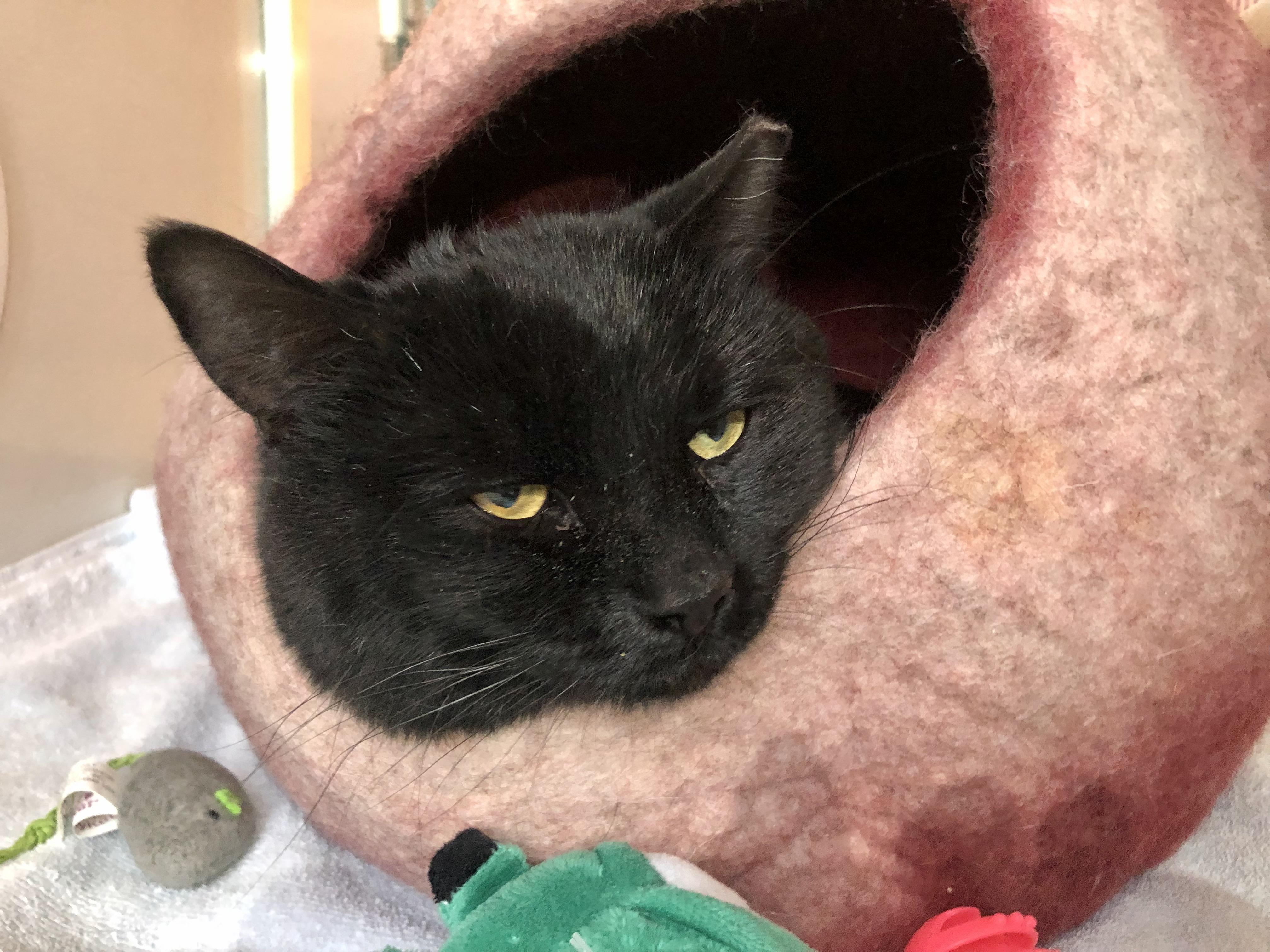 Enlarge Gareth, a ADOPTABLE Domestic Short Hair in Salisbury, MA image 3/6