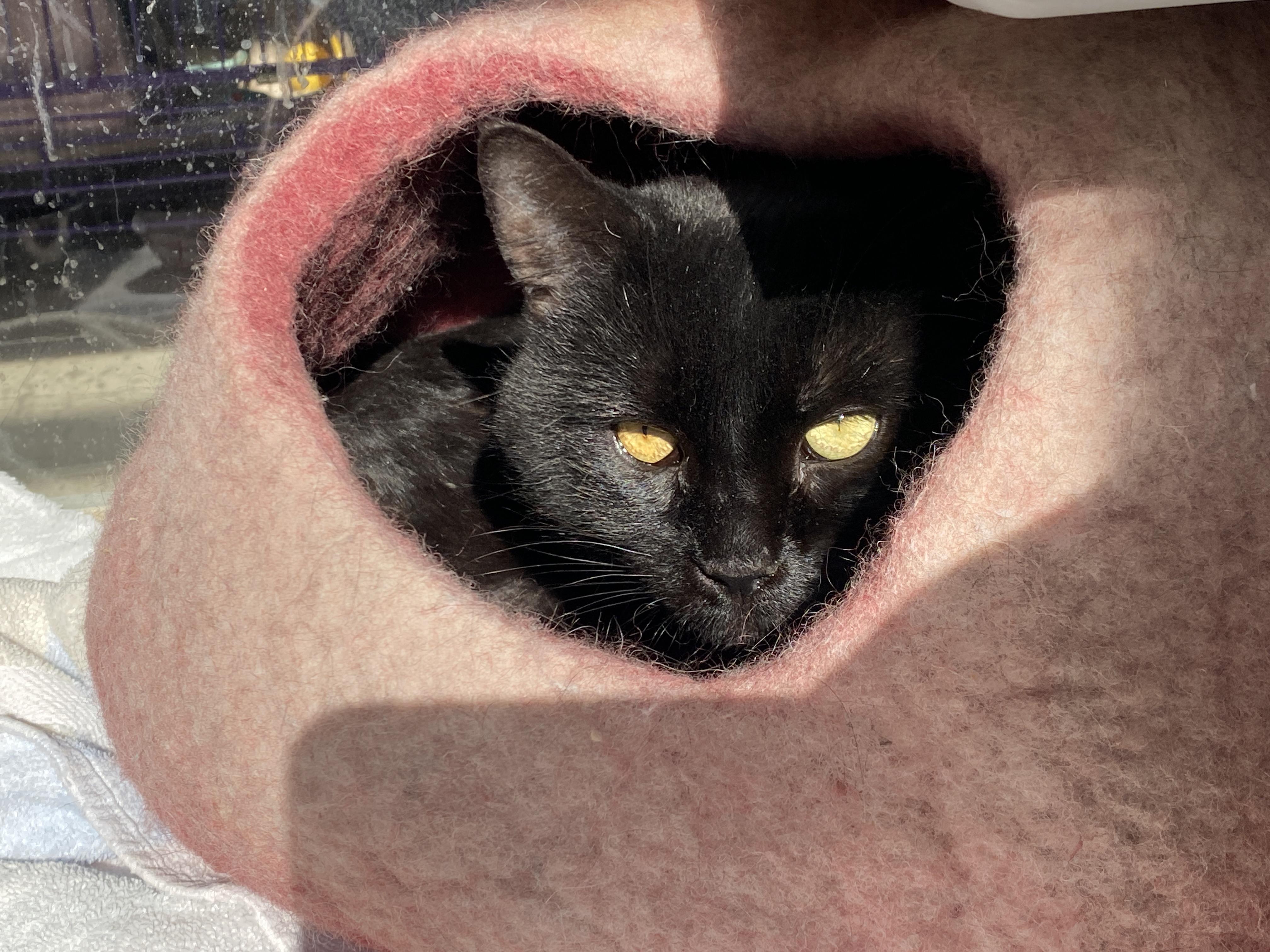 Enlarge Gareth, a ADOPTABLE Domestic Short Hair in Salisbury, MA image 2/6