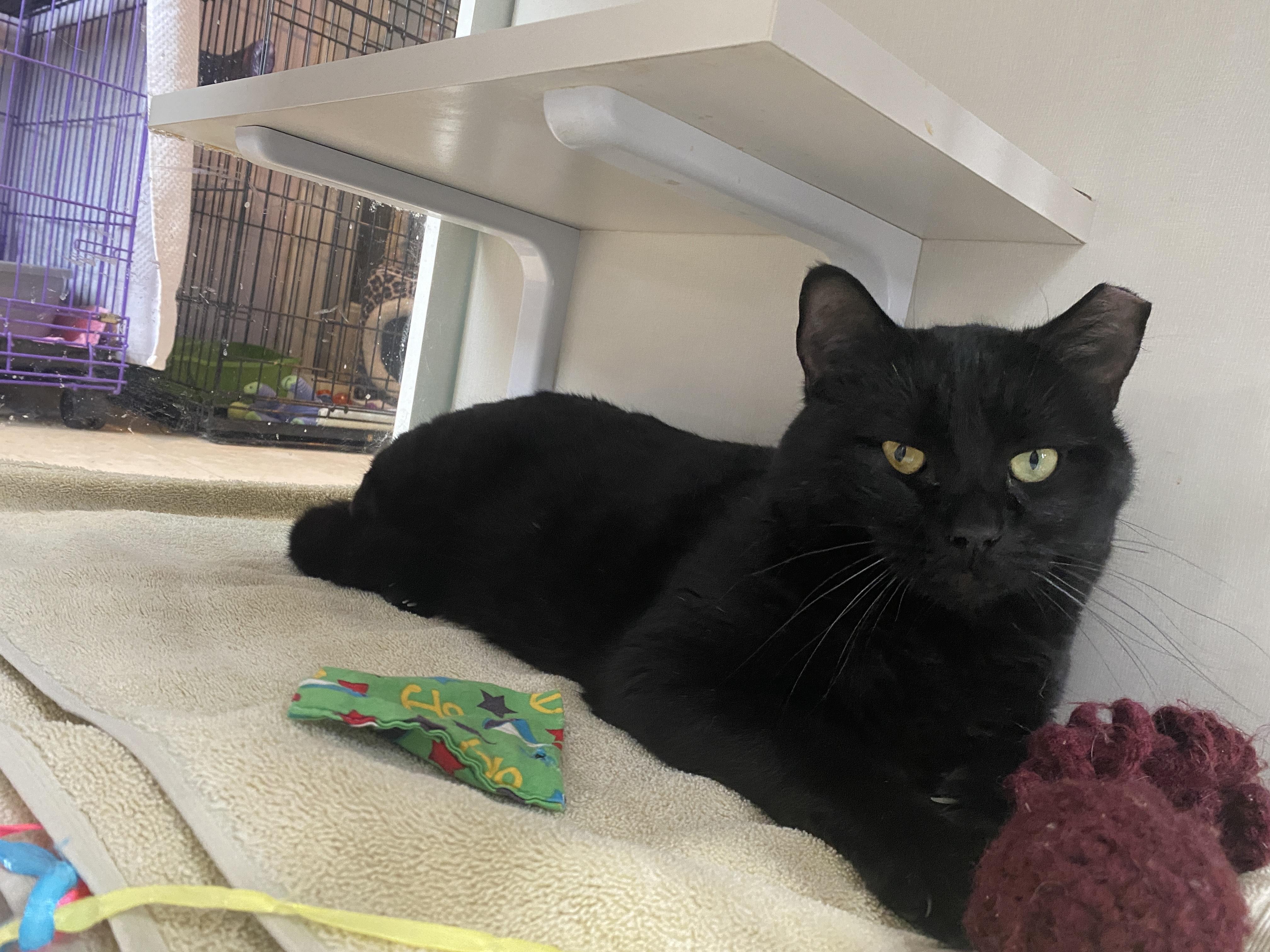 Enlarge Gareth, a ADOPTABLE Domestic Short Hair in Salisbury, MA image 1/6