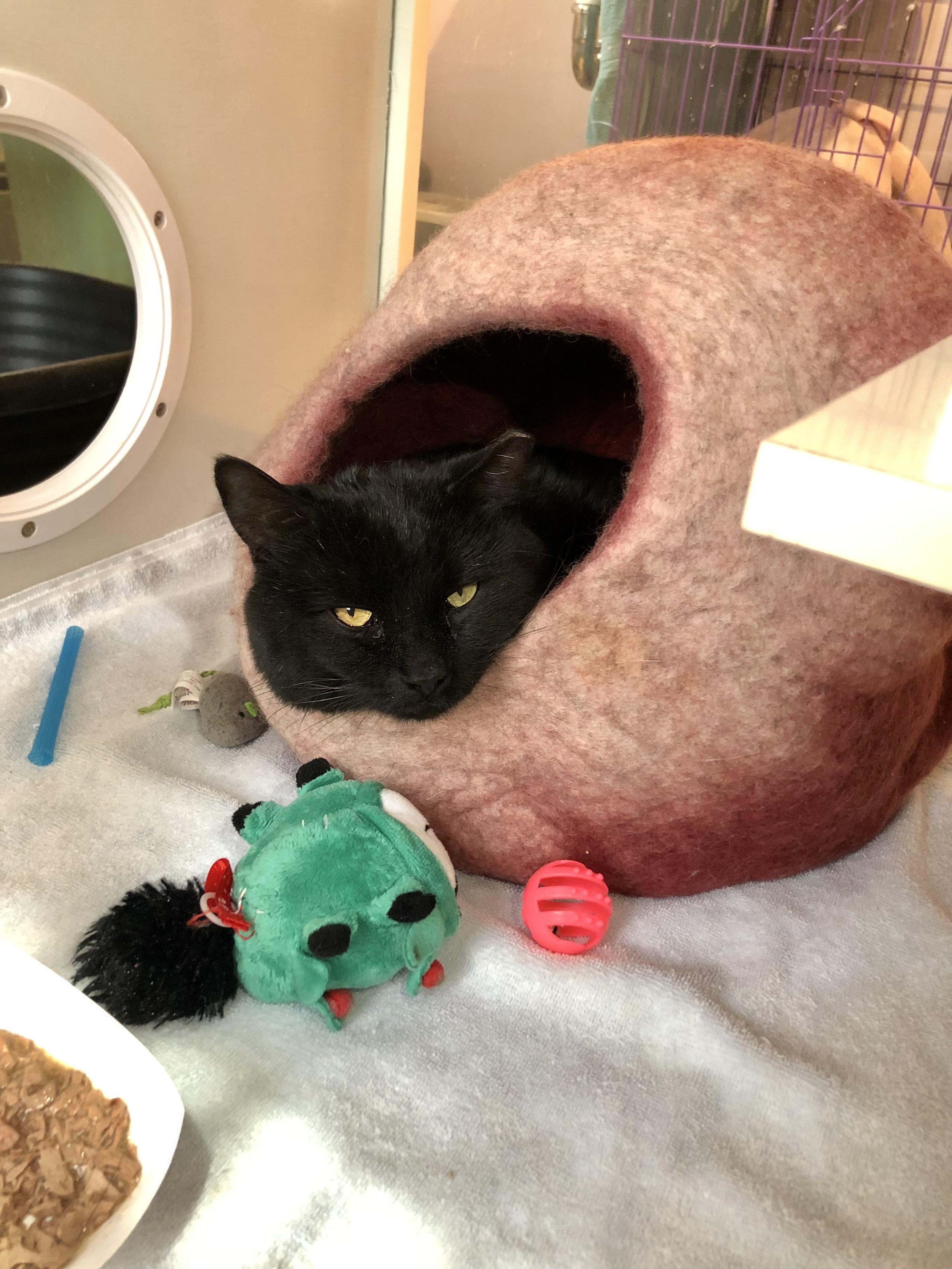 Enlarge Gareth, a ADOPTABLE Domestic Short Hair in Salisbury, MA image 6/6