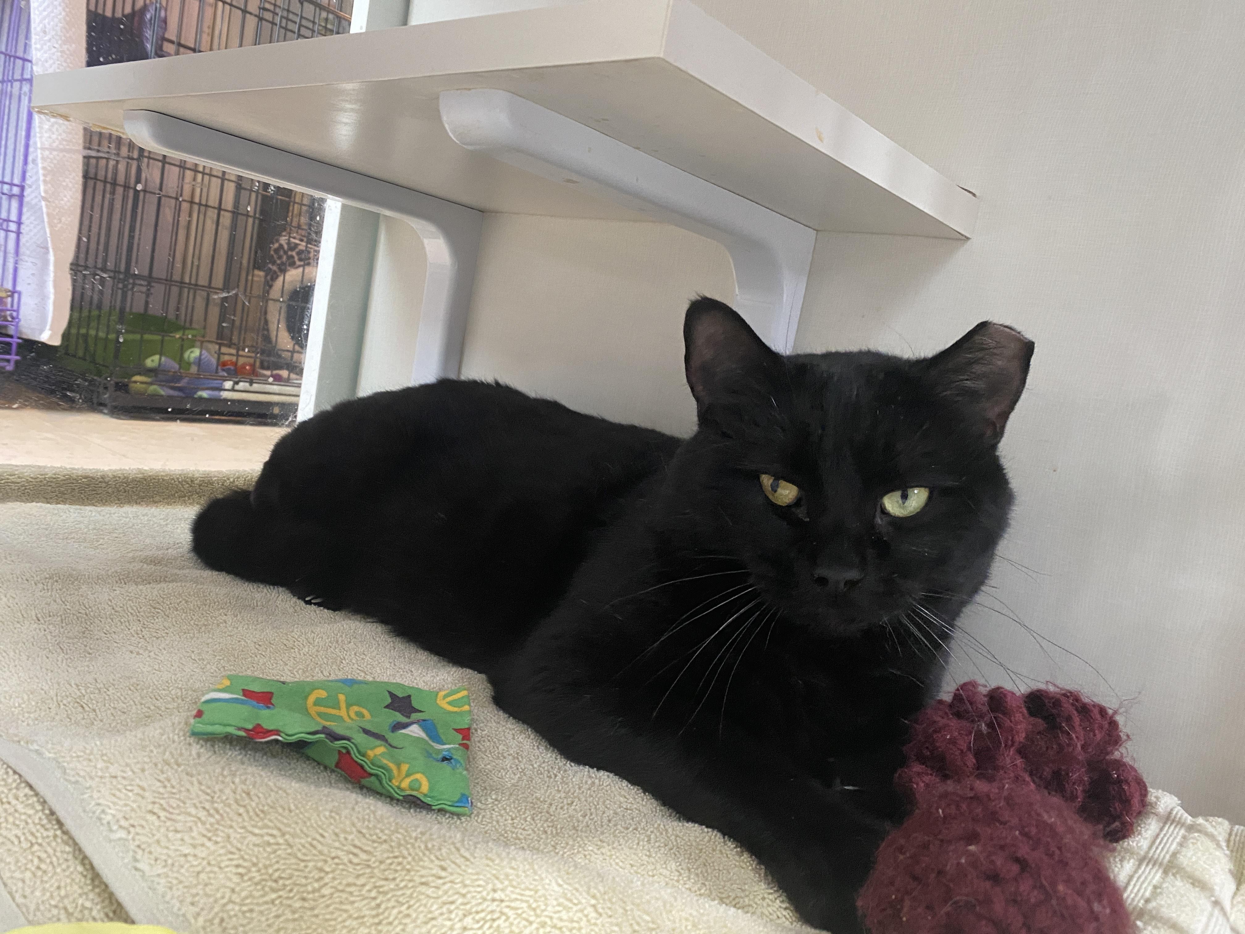 Enlarge Gareth, a ADOPTABLE Domestic Short Hair in Salisbury, MA image 4/6