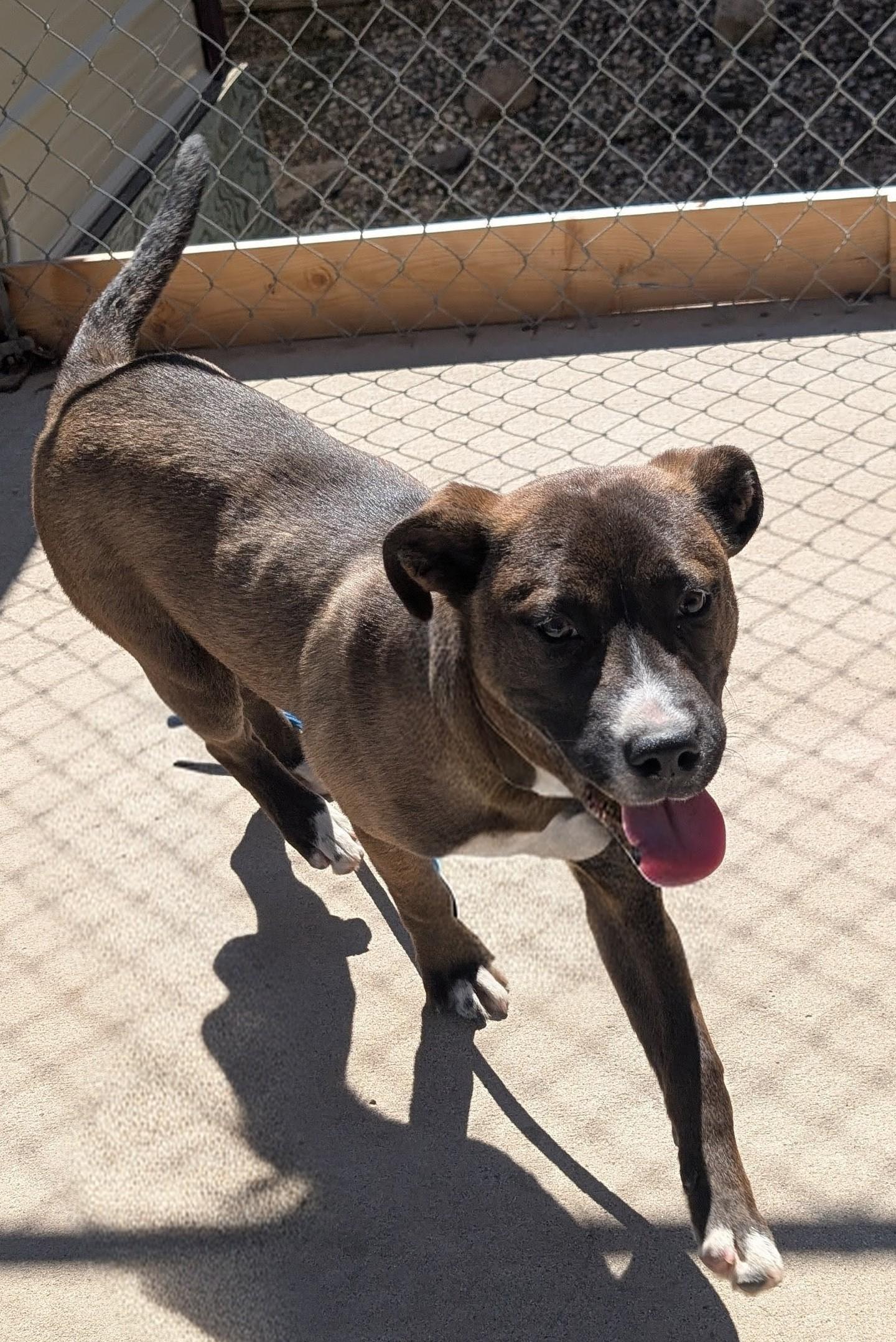 Enlarge Jazz, a ADOPTABLE mixed breed in New Ulm, MN image 2/2