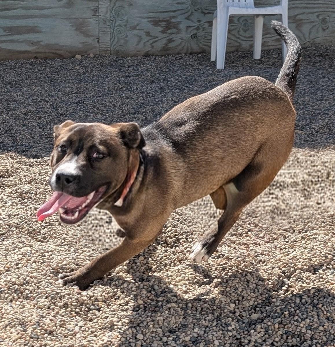 Jazz, ADOPTABLE, Adult Female Pit Bull Terrier.