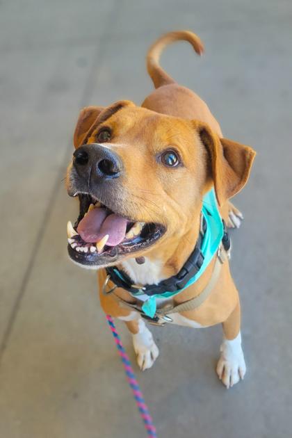 Peanut Butter thumbnail 2