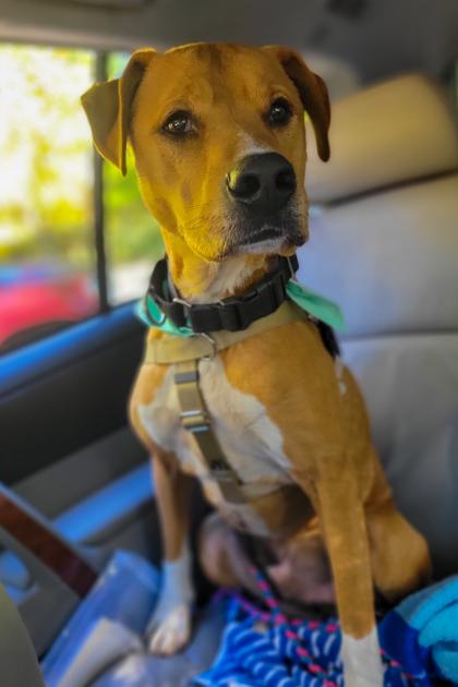 Peanut Butter thumbnail 3