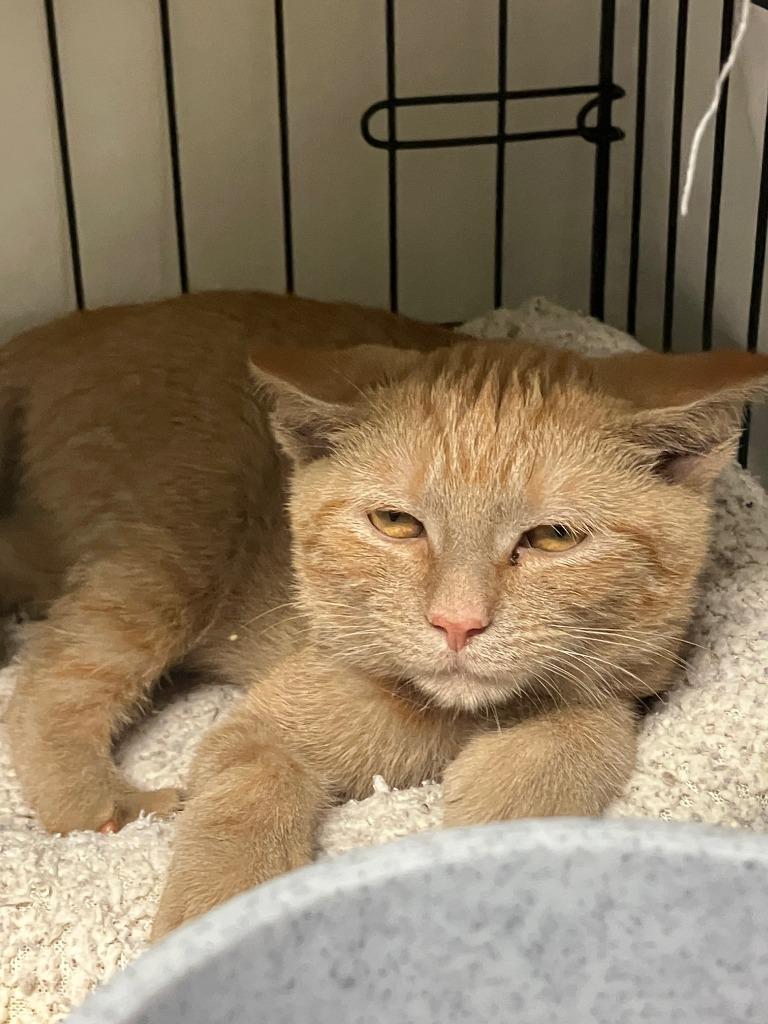 Enlarge Vanilla, a Adoptable mixed breed in Lunenburg, MA image 1/4