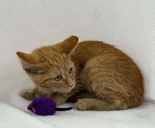 Enlarge Vanilla, a Adoptable mixed breed in Lunenburg, MA image 3/4