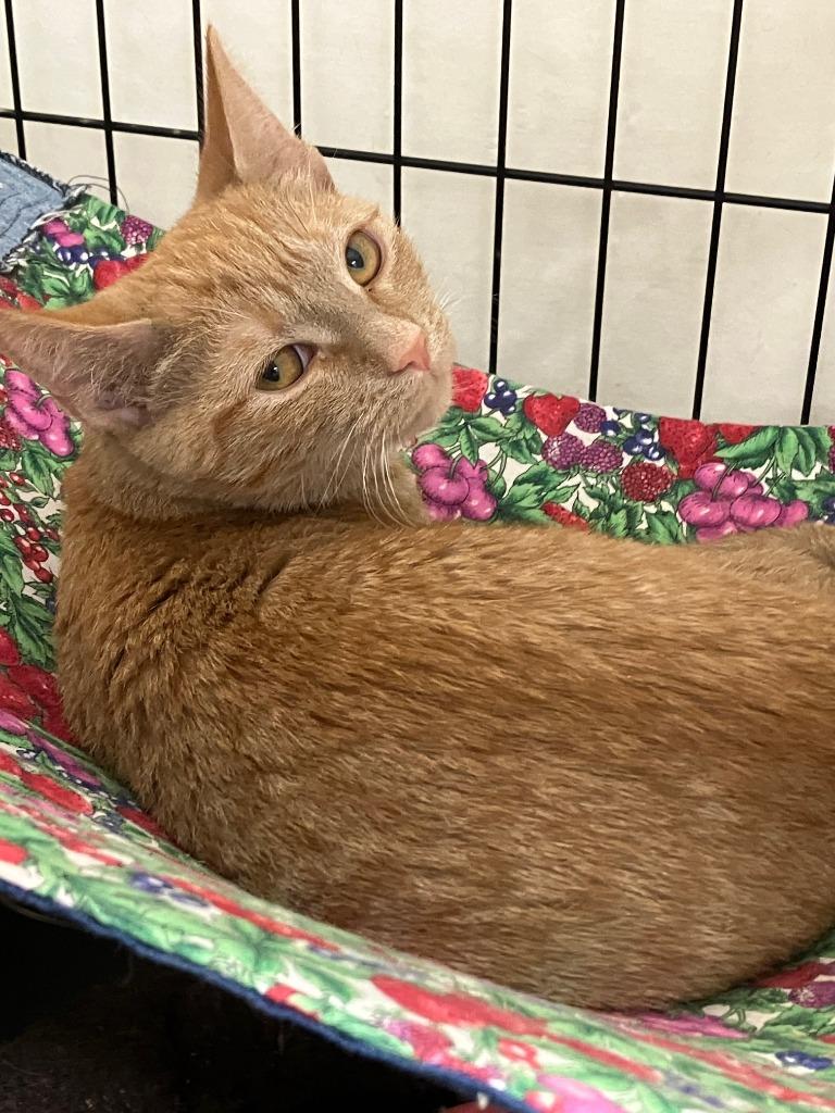 Vanilla, Adoptable, Kitten Female Domestic Short Hair.