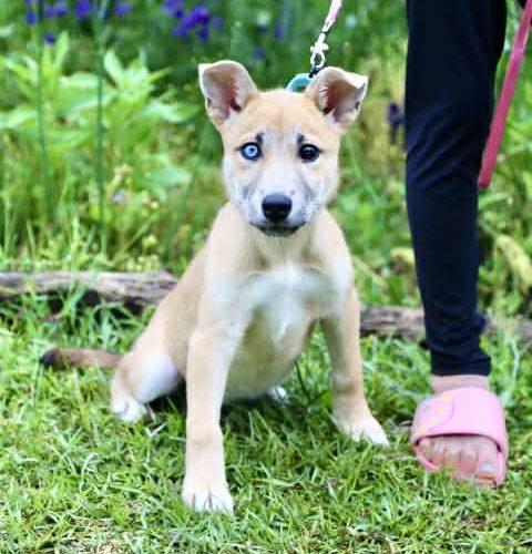 Enlarge Hazelnut, a Adoptable mixed breed in Wilmington, NC image 3/6