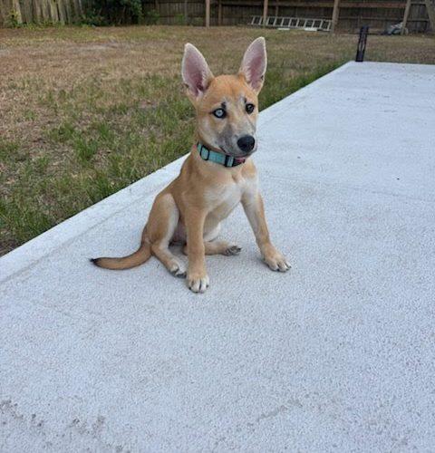 Enlarge Hazelnut, a Adoptable mixed breed in Wilmington, NC image 4/6