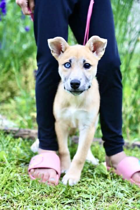 Enlarge Hazelnut, a Adoptable mixed breed in Wilmington, NC image 2/6
