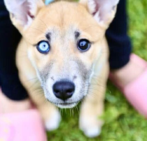 Enlarge Hazelnut, a Adoptable mixed breed in Wilmington, NC image 5/6