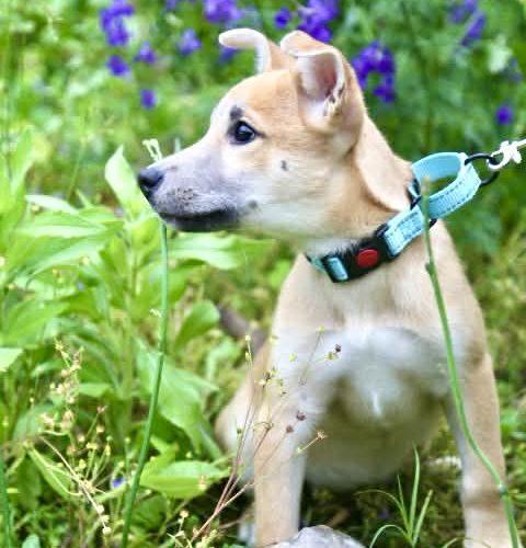 Enlarge Hazelnut, a Adoptable mixed breed in Wilmington, NC image 6/6