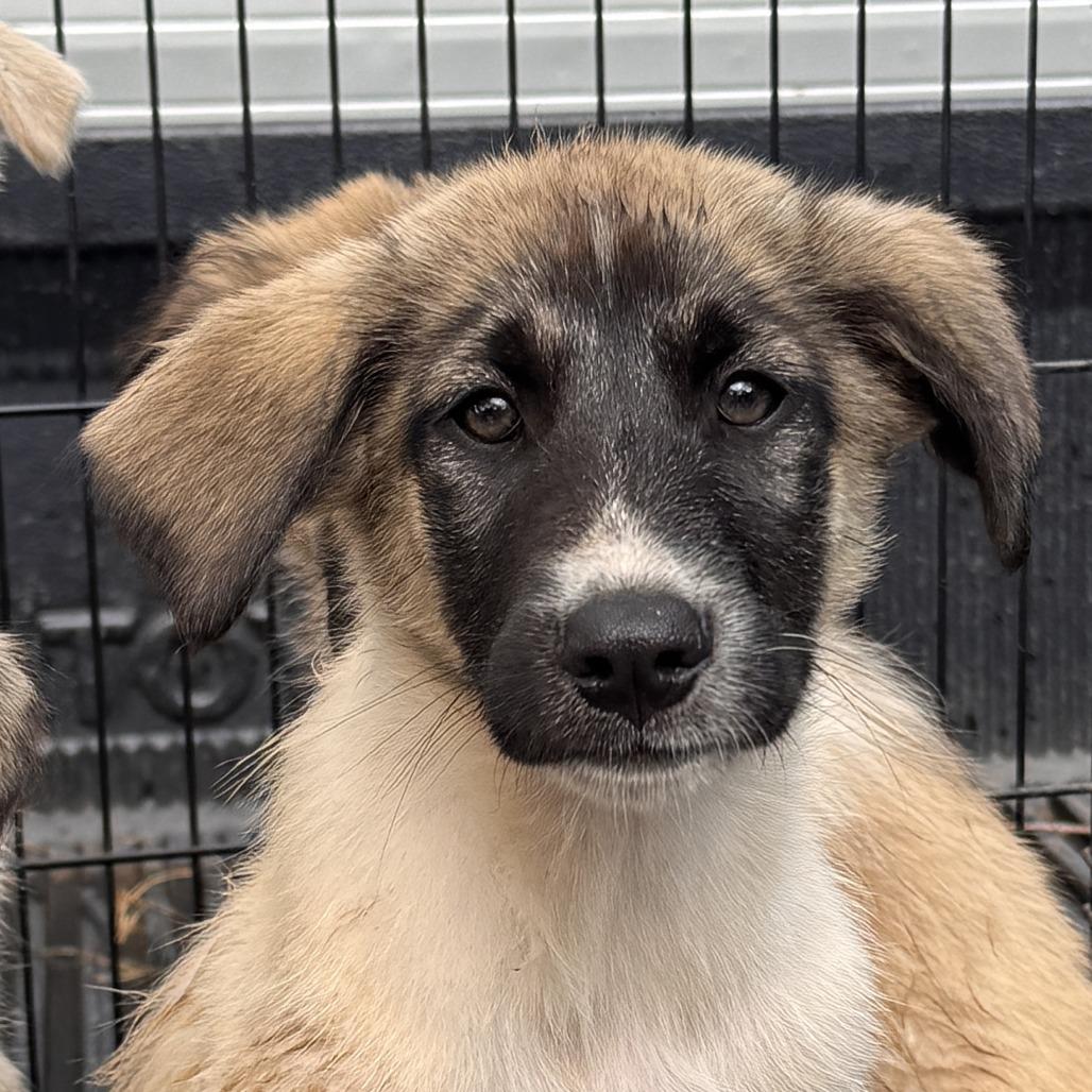 Boxelder aka SG Pup 5, Adoptable, Puppy Male Anatolian Shepherd & Husky.