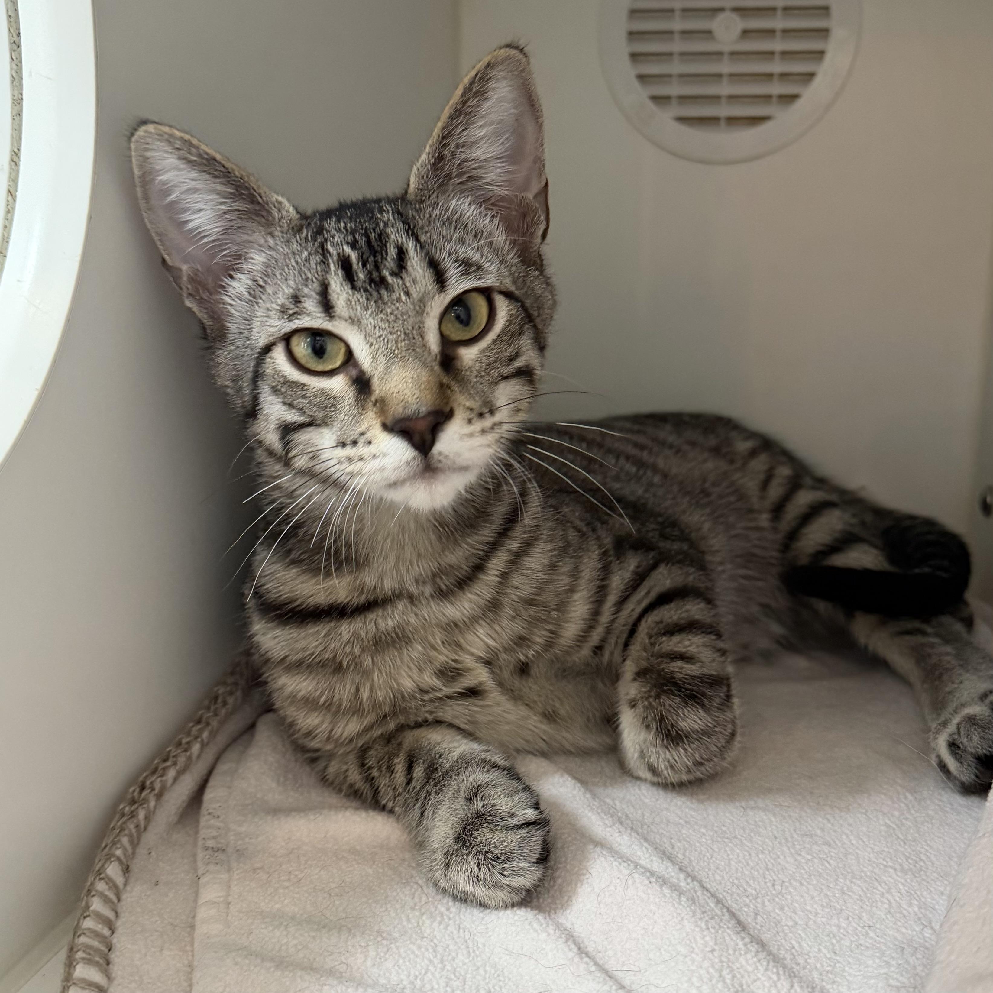 Enlarge Pecan, an adoptable mixed breed in Libertyville, IL image 1/3