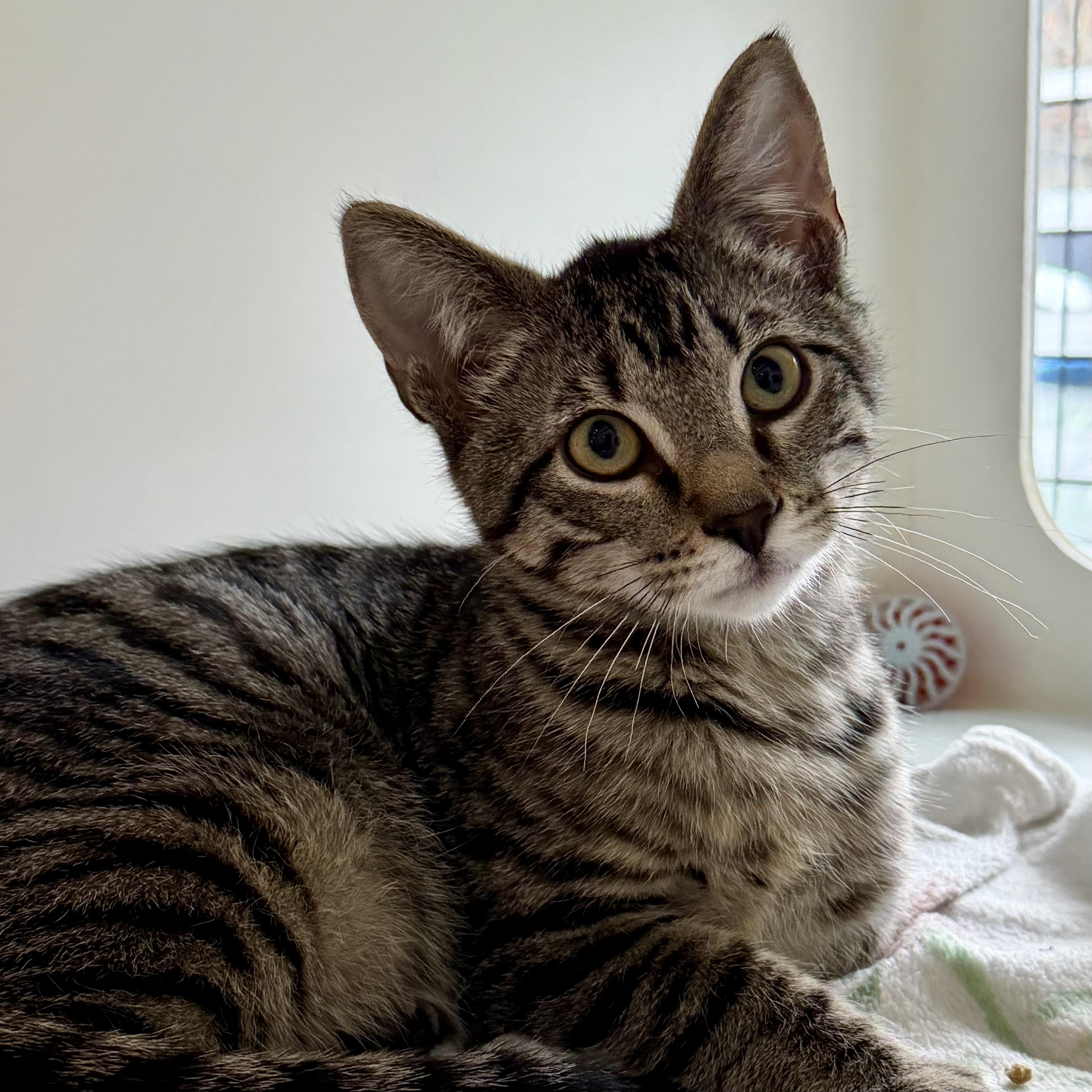 Enlarge Pecan, an adoptable mixed breed in Libertyville, IL image 2/3