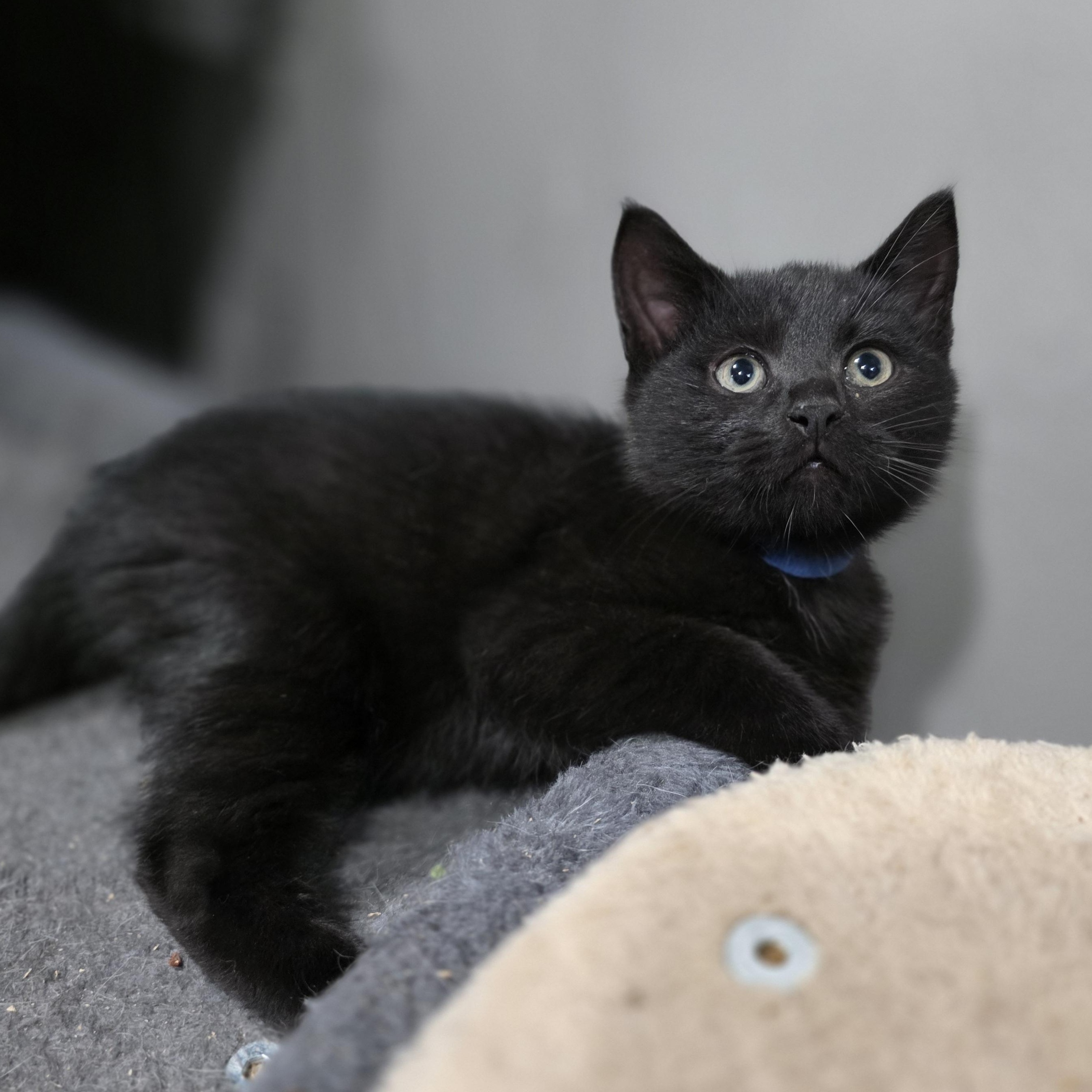 Dawson, Adoptable, Kitten Male Domestic Short Hair.