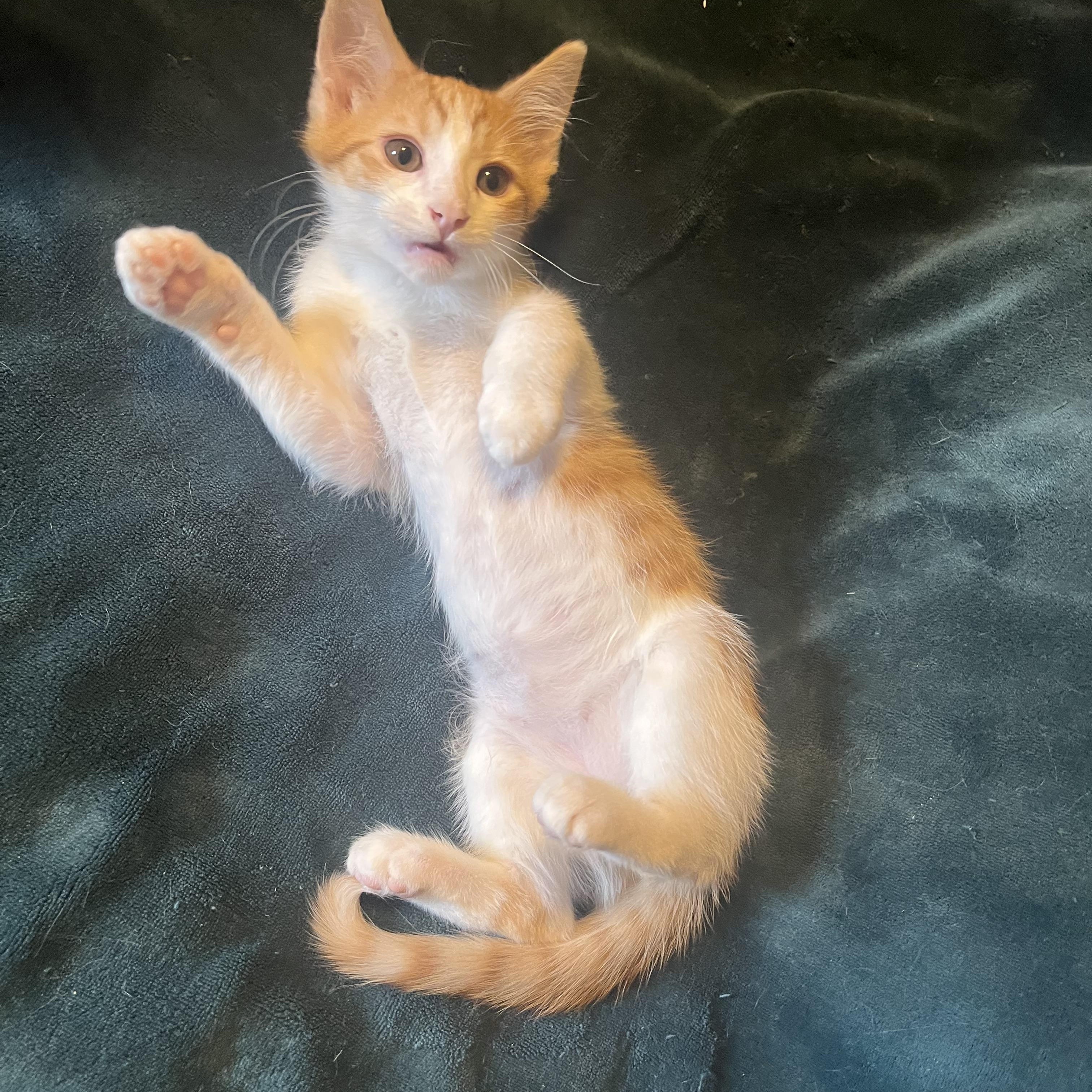 Sherlock, a ADOPTABLE Domestic Short Hair in Export, PA image 4/4