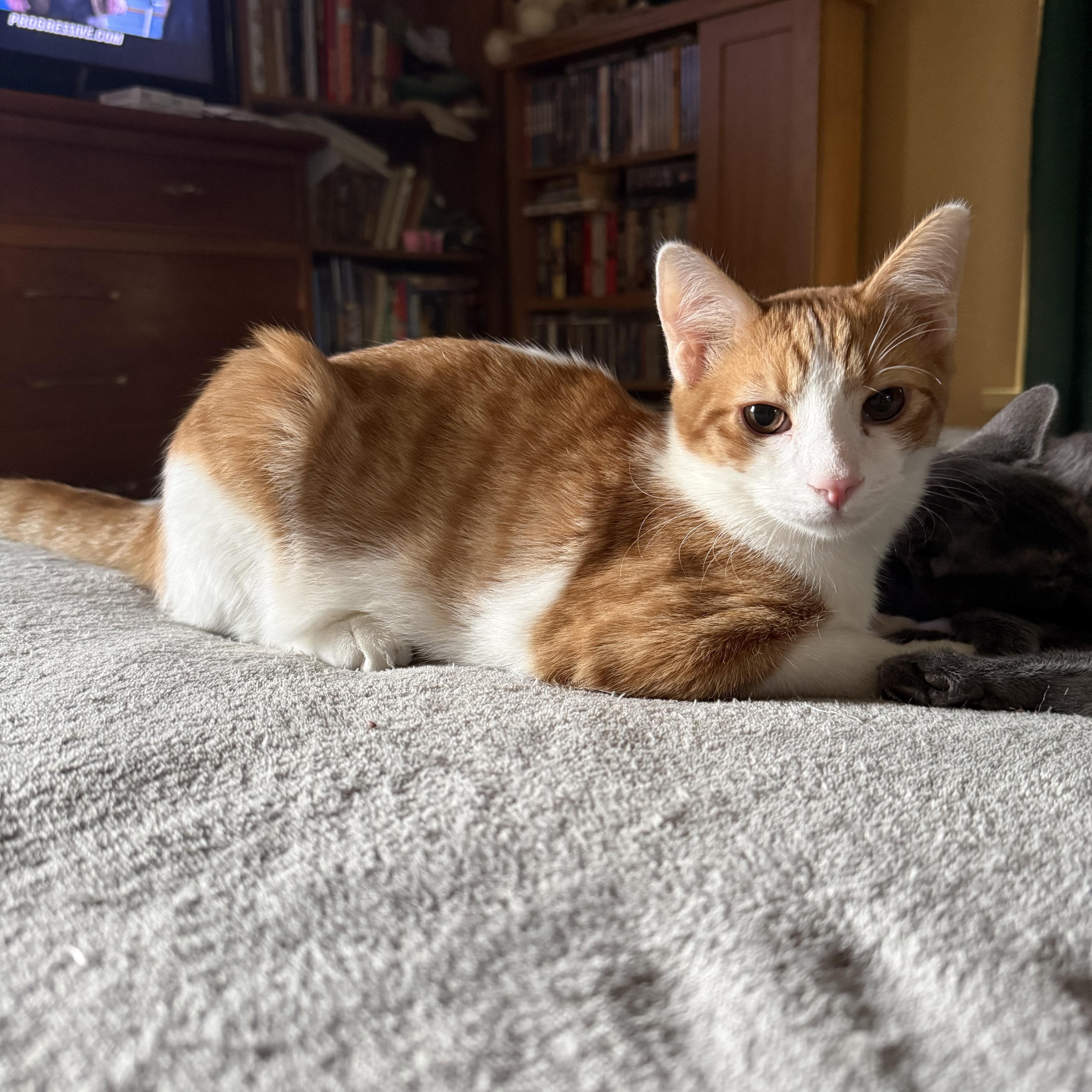 Enlarge Sherlock, a Adoptable Domestic Short Hair in Export, PA image 1/6