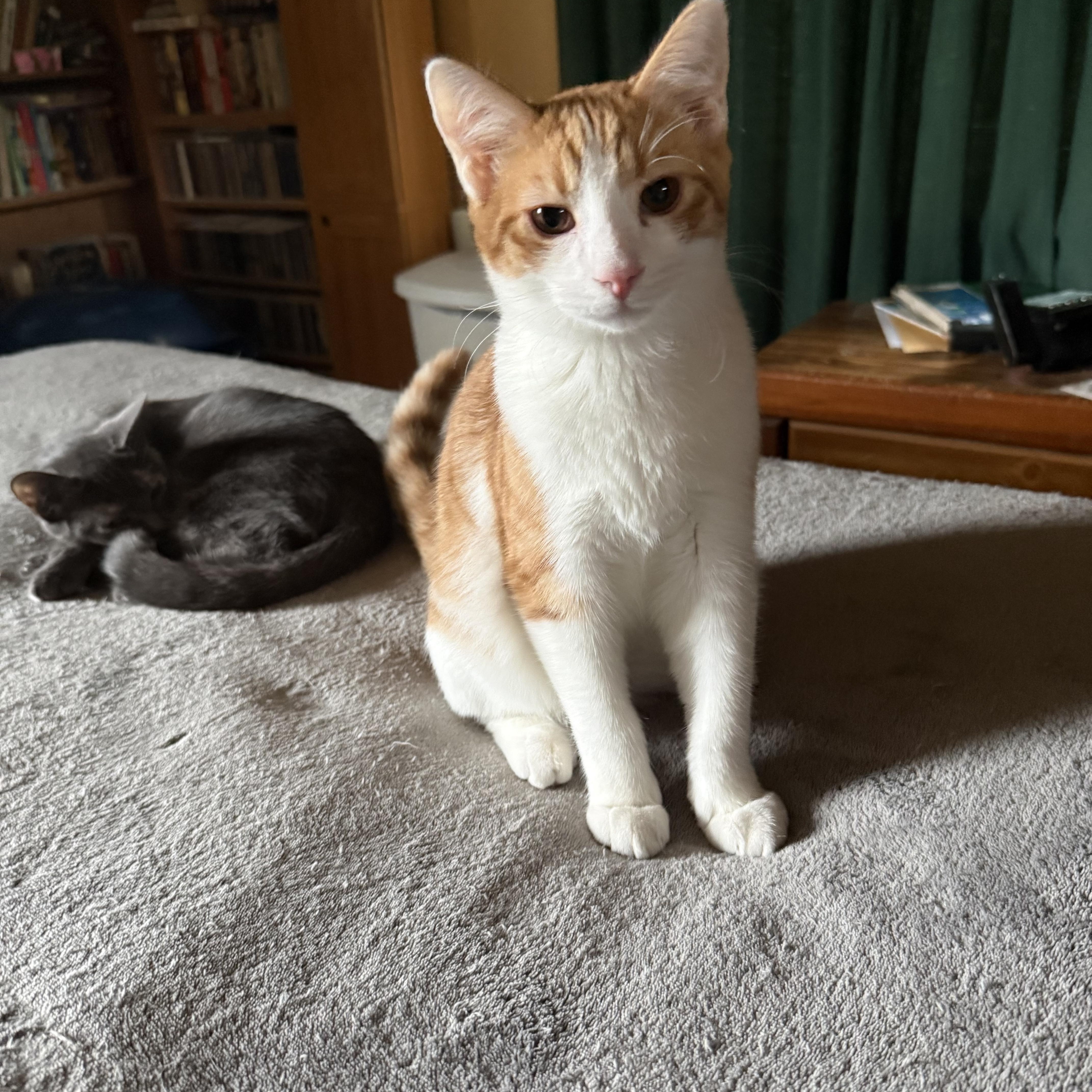 Enlarge Sherlock, a Adoptable Domestic Short Hair in Export, PA image 2/6