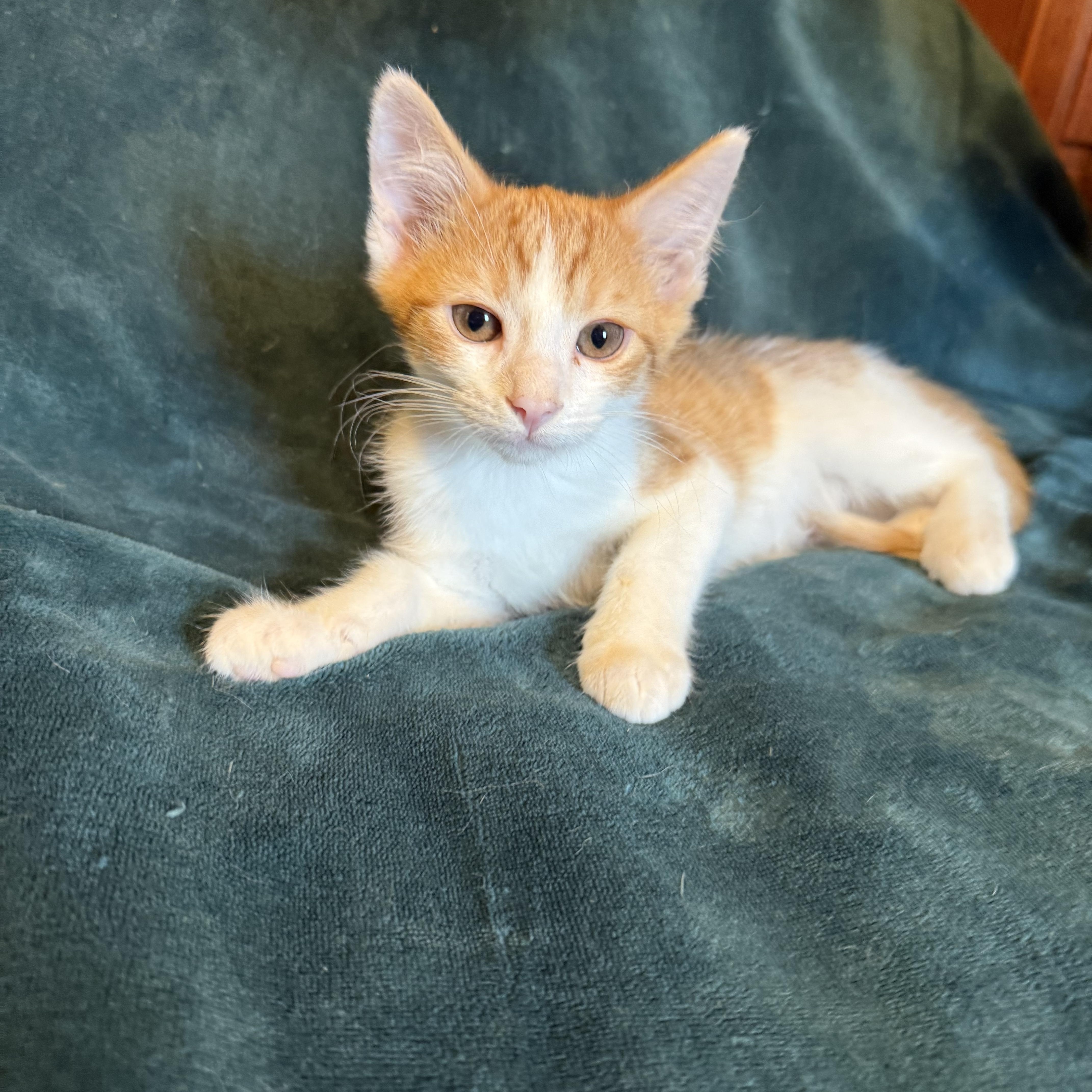 Sherlock, ADOPTABLE, Kitten Male Domestic Short Hair.