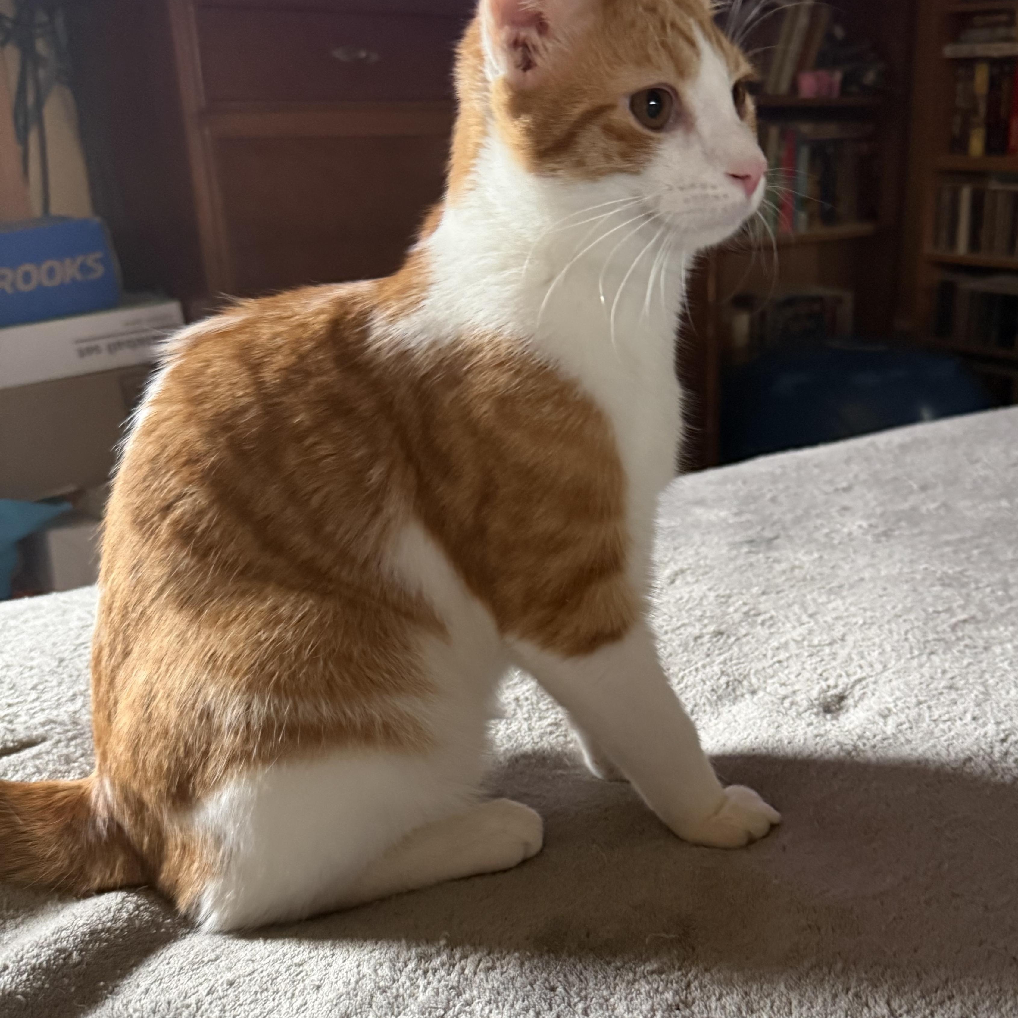 Enlarge Sherlock, a Adoptable Domestic Short Hair in Export, PA image 6/6
