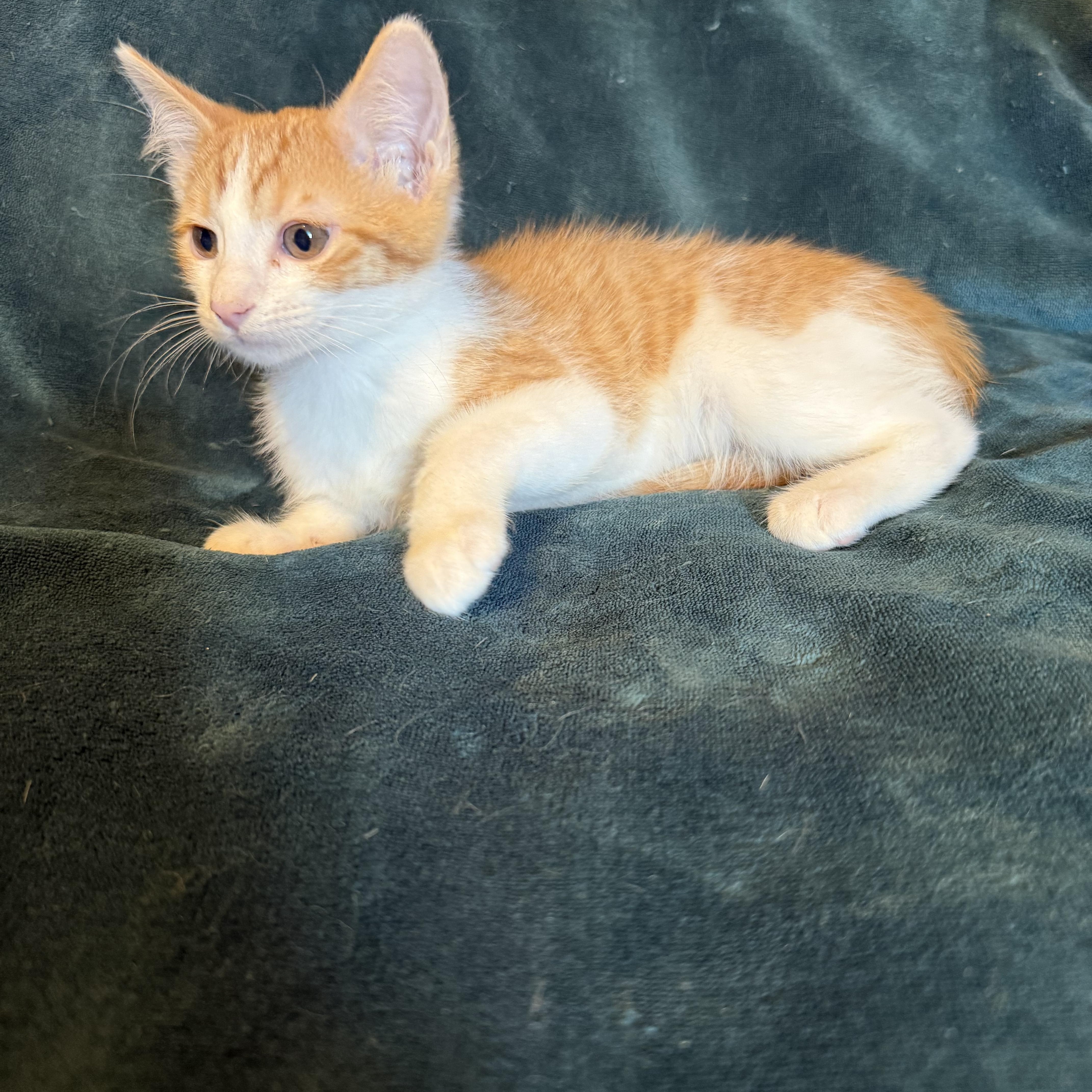 Sherlock, a ADOPTABLE Domestic Short Hair in Export, PA image 3/4