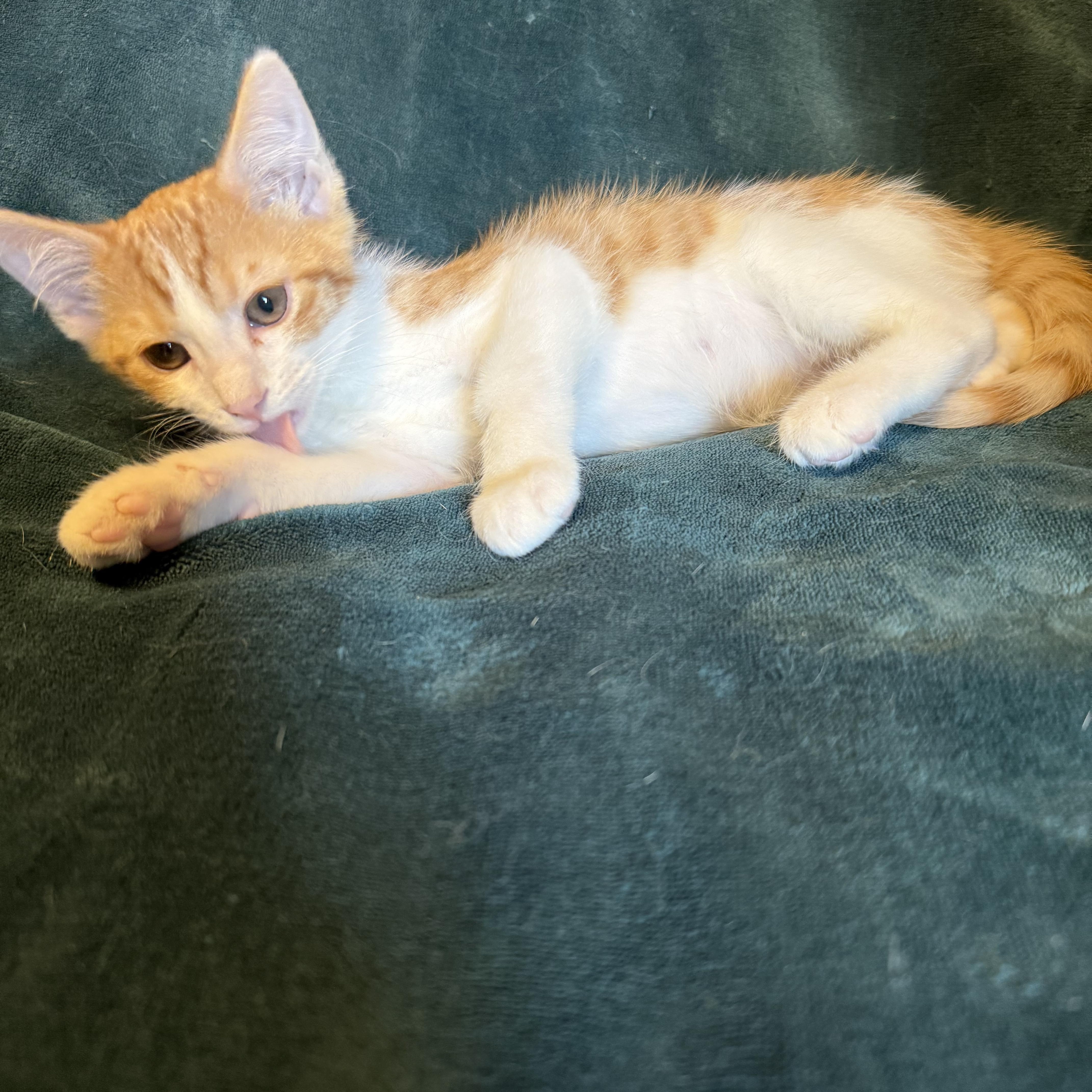 Sherlock, a ADOPTABLE Domestic Short Hair in Export, PA image 2/4