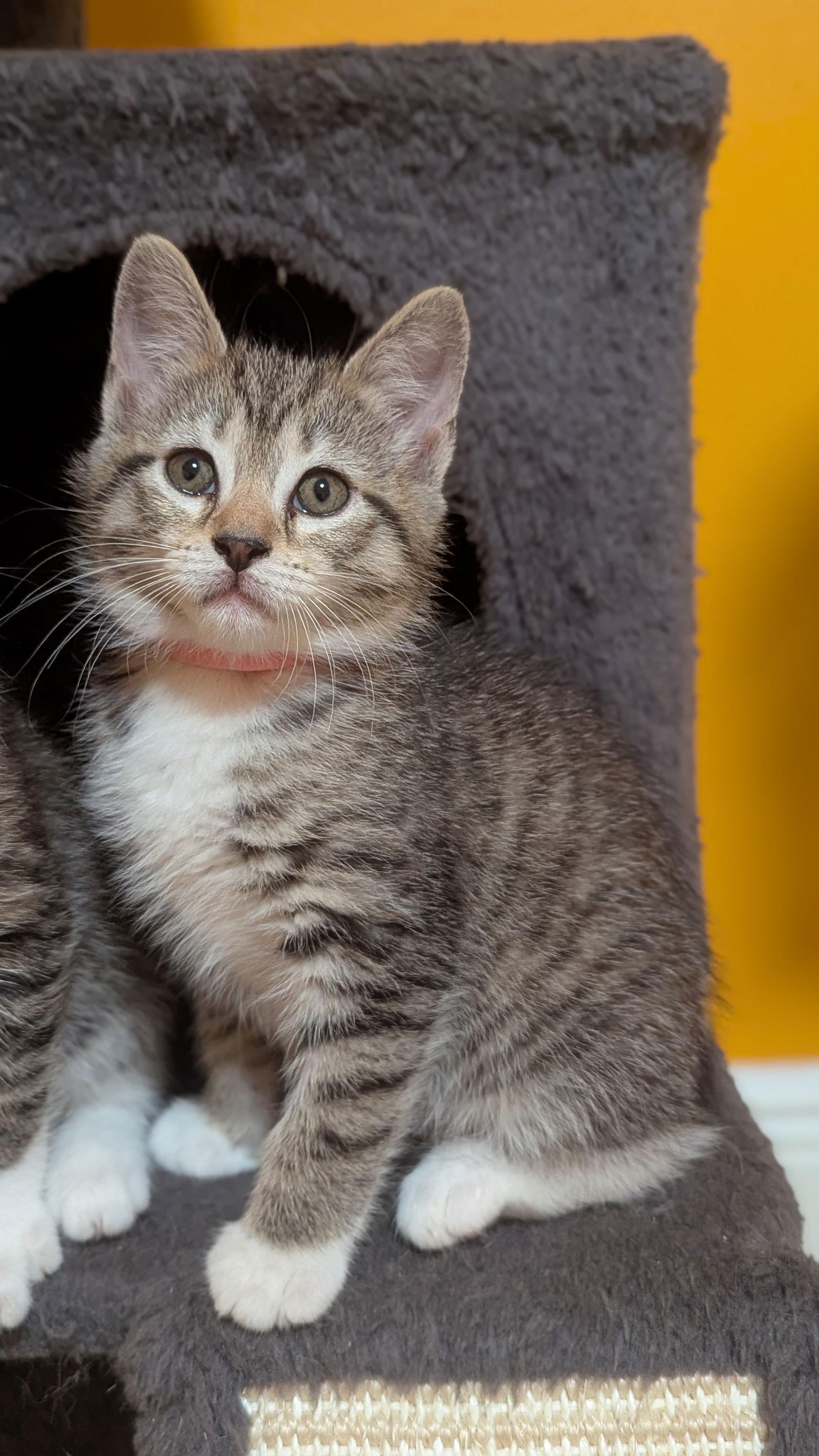 Enlarge Duchess (2183) Adopted, a Adopted Domestic Short Hair in Wesley Chapel, FL image 1/1