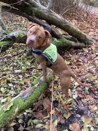 Red, Adoptable, Young Male Pit Bull Terrier & Mixed Breed.