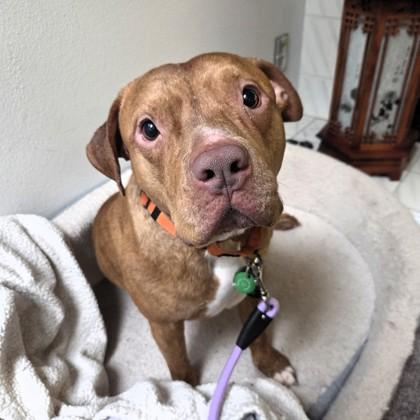 Enlarge Red, a Adoptable mixed breed in Seattle, WA image 1/3