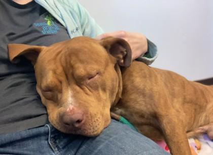 Enlarge Red, a Adoptable mixed breed in Seattle, WA image 3/3