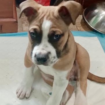 Ernie, ADOPTABLE, Puppy Male Bulldog & Boxer.