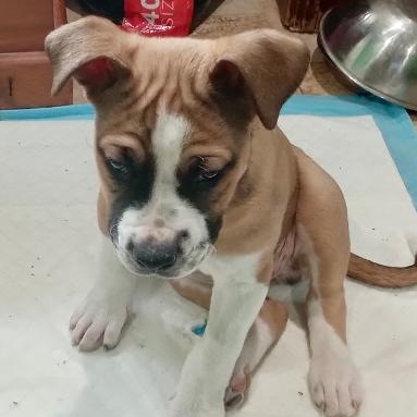 Enlarge Ernie, a ADOPTABLE mixed breed in Gastonia, NC image 2/3