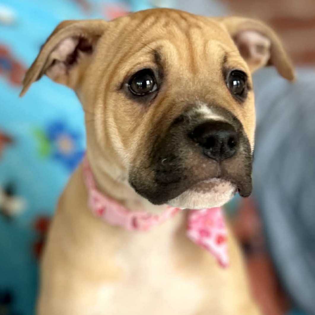 Enlarge London, an adopted mixed breed in West Hartford, CT image 1/6