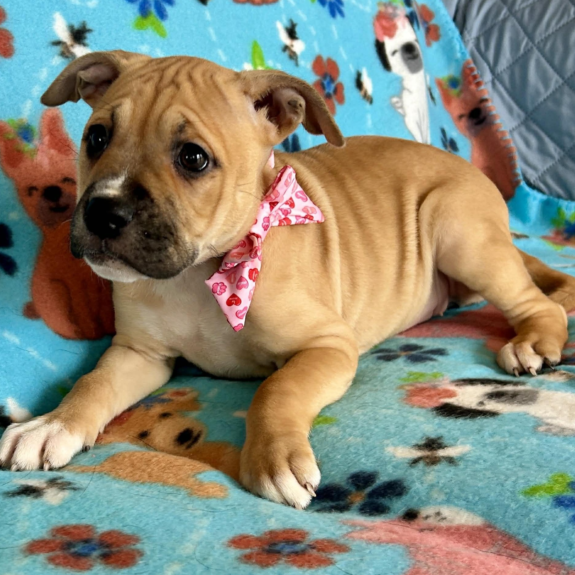 Enlarge London, an adopted mixed breed in West Hartford, CT image 5/6