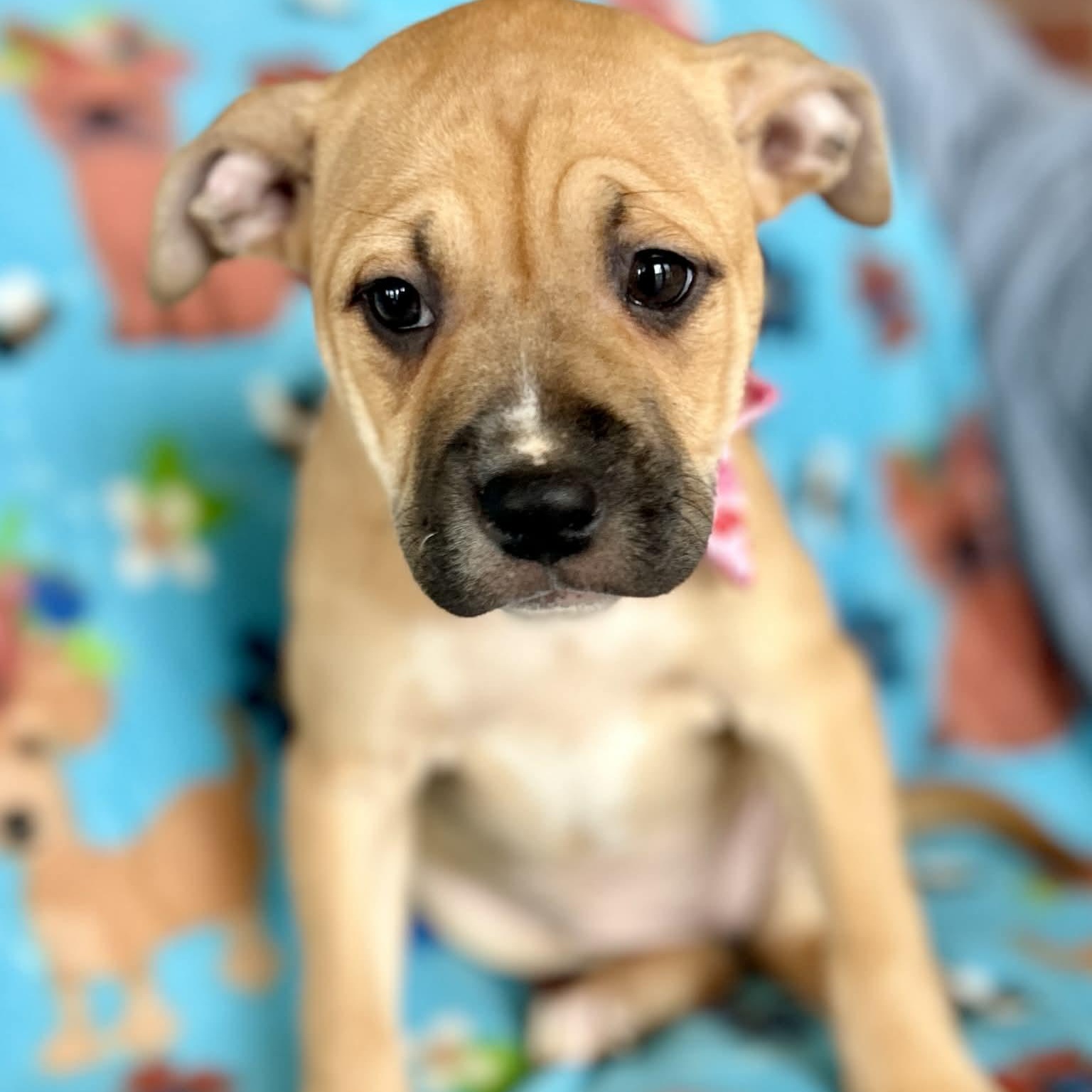 Enlarge London, an adopted mixed breed in West Hartford, CT image 2/6