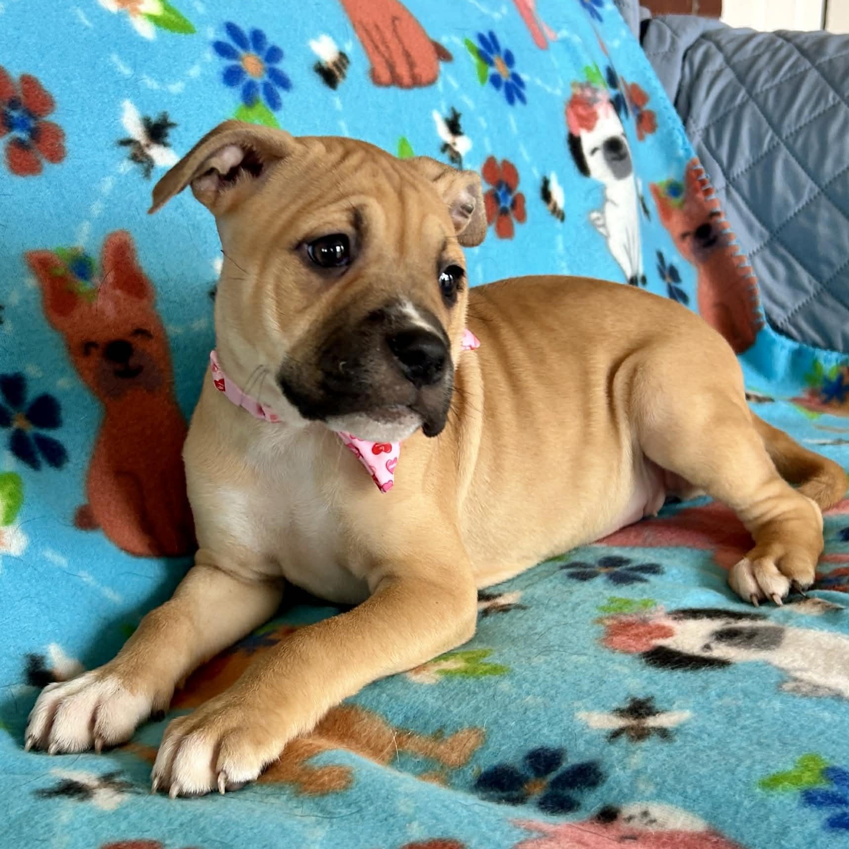 Enlarge London, an adopted mixed breed in West Hartford, CT image 3/6