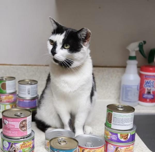 Layla, Adoptable, Adult Female Domestic Short Hair.