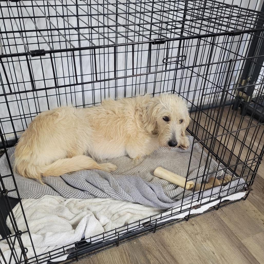 Peaches, Adoptable, Young Female Poodle & Mixed Breed.