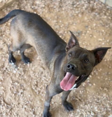 All the Way Mae, a Adoptable mixed breed in College Station, TX image 1/5