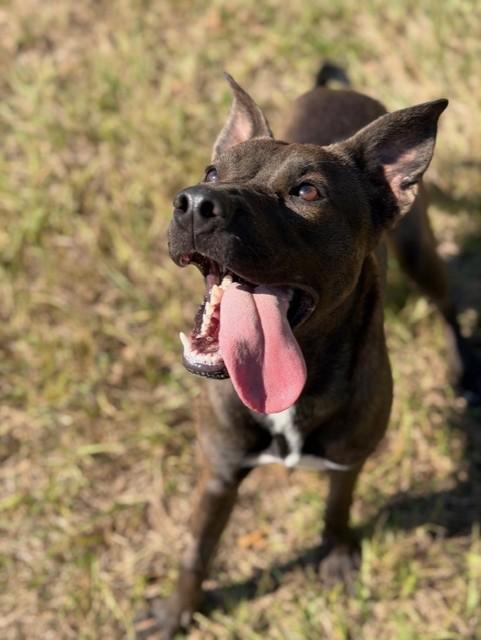 All the Way Mae, a Adoptable mixed breed in College Station, TX image 2/5