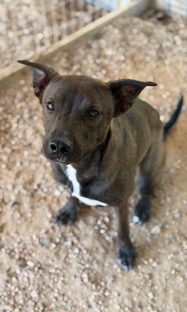 All the Way Mae, a Adoptable mixed breed in College Station, TX image 3/5