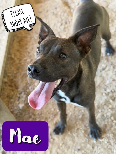 All the Way Mae, a Adoptable mixed breed in College Station, TX image 5/5