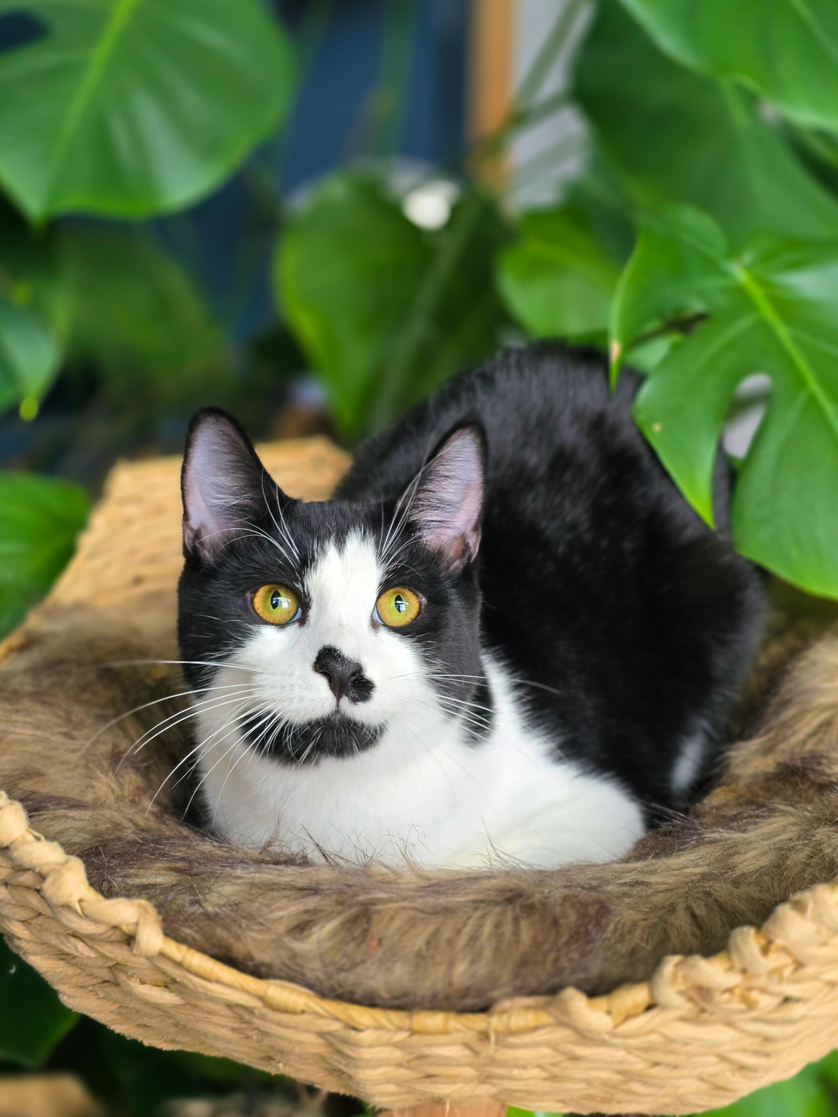Enlarge Falkor, a Adoptable Domestic Short Hair in Mullica Hill, NJ image 2/2