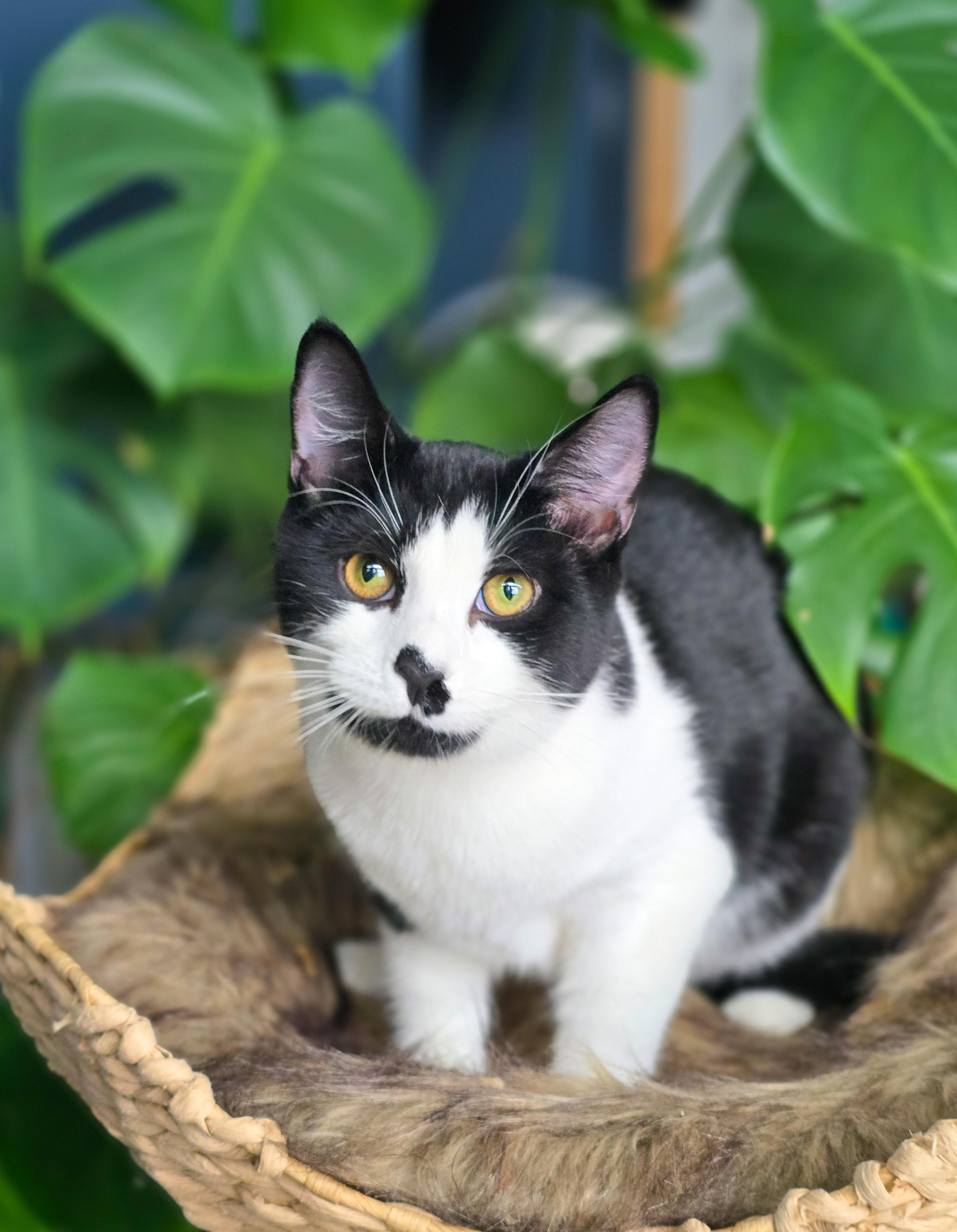Falkor, Adoptable, Kitten Male Domestic Short Hair.