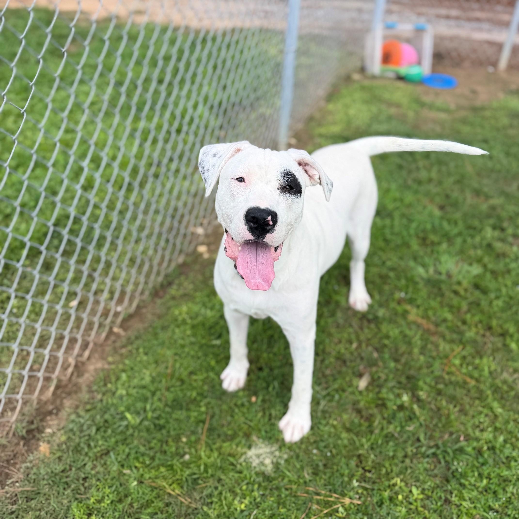 Clint, ADOPTABLE, Adult Male Mixed Breed.