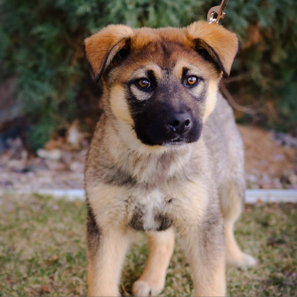 Buck, a Adoptable mixed breed in Great Falls, MT image 1/4
