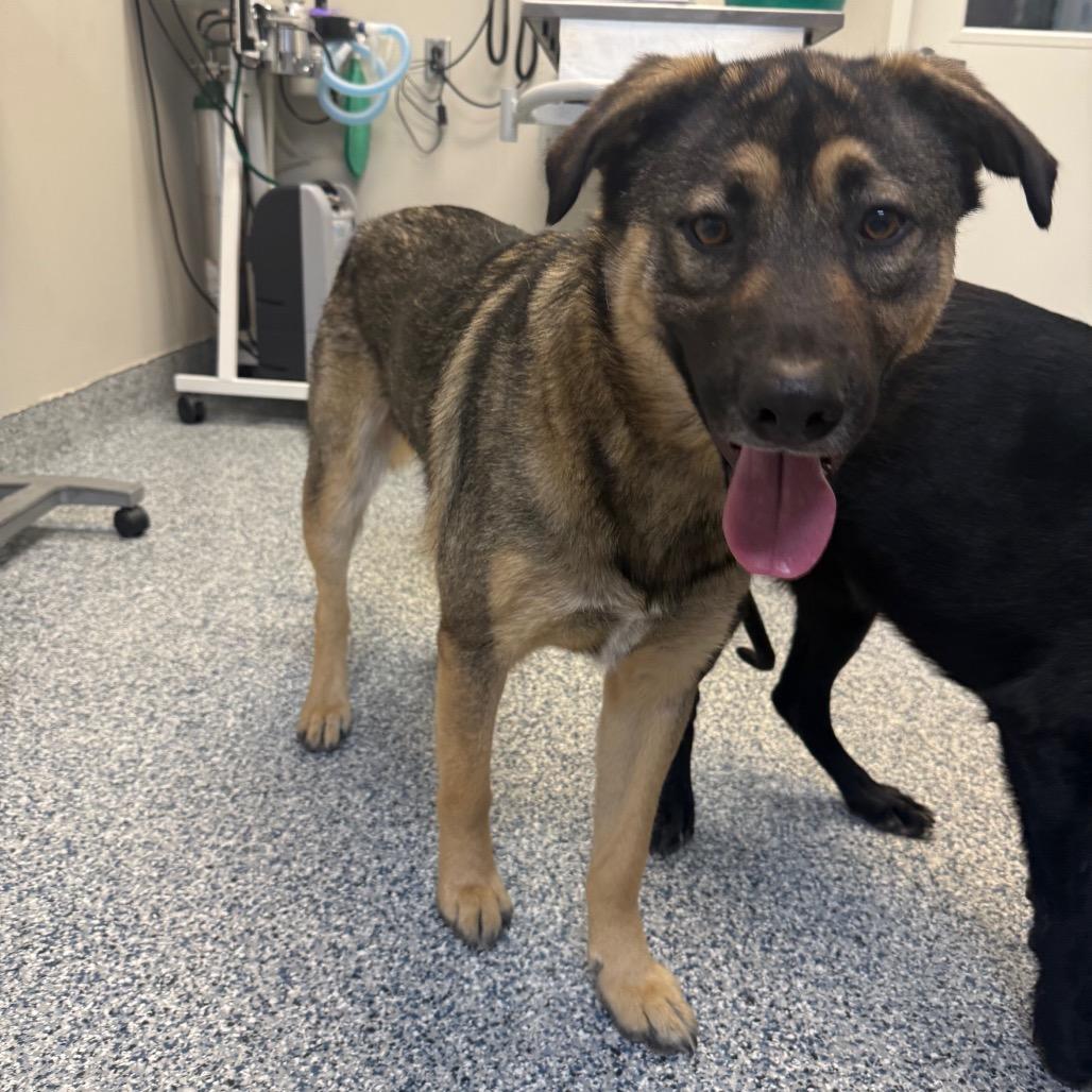 Buck, a Adoptable mixed breed in Great Falls, MT image 2/4