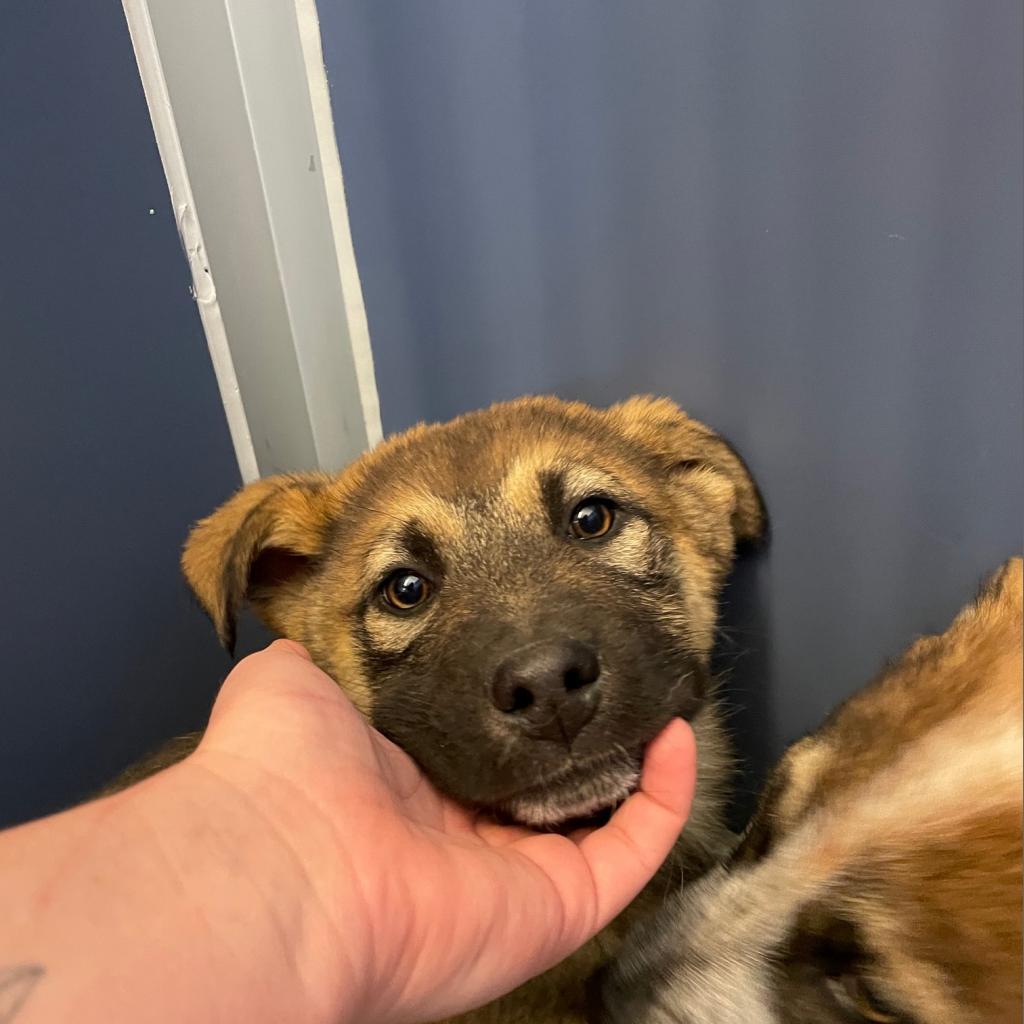 Buck, a Adoptable mixed breed in Great Falls, MT image 4/4